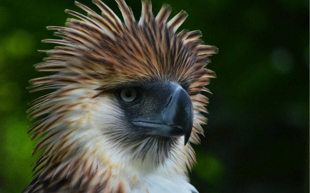 Последние научные данные могут помочь спасти “краснокнижного” филиппинского орла